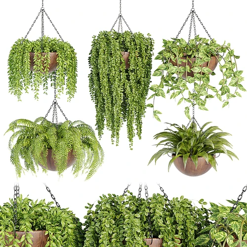 吊篮植物