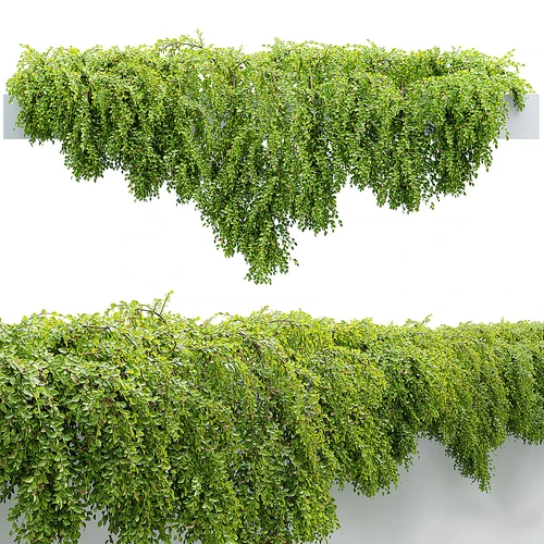植物