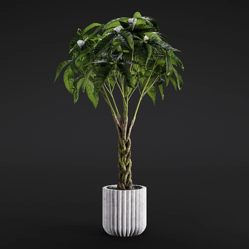 植物 花盆 花瓶  盆景 盆栽