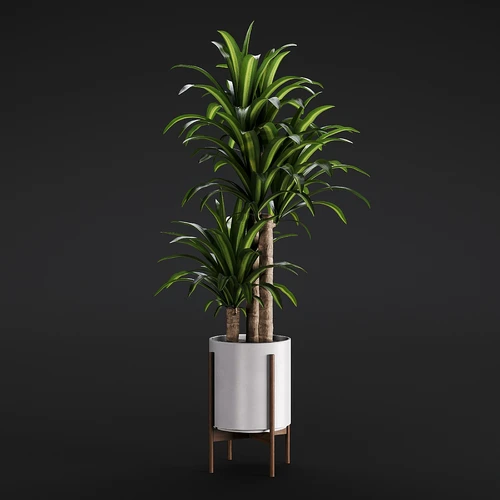 植物 花盆 花瓶  盆景 盆栽