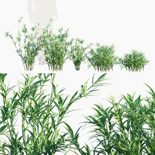 竹子 矮竹子 菲白竹