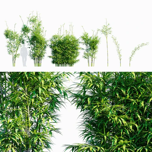 竹子 矢竹 箭竹 斑竹 青竹