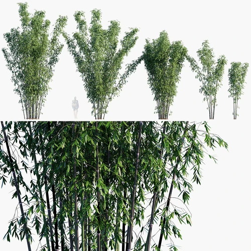竹子 黑竹 紫竹 斑竹 胡麻竹