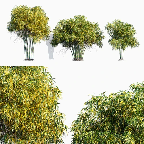 竹子 箭竹 斑竹 神农箭竹