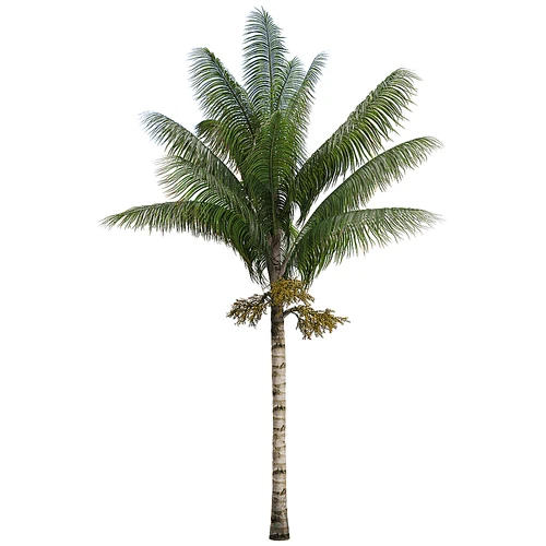 现代树景观树灌木植物盆栽竹子