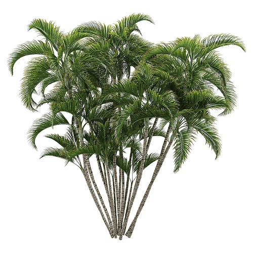 现代树景观树灌木植物盆栽竹子