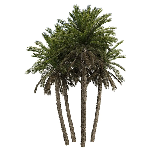 现代树景观树灌木植物盆栽竹子
