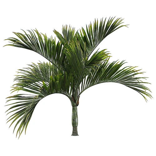 现代树景观树灌木植物盆栽竹子
