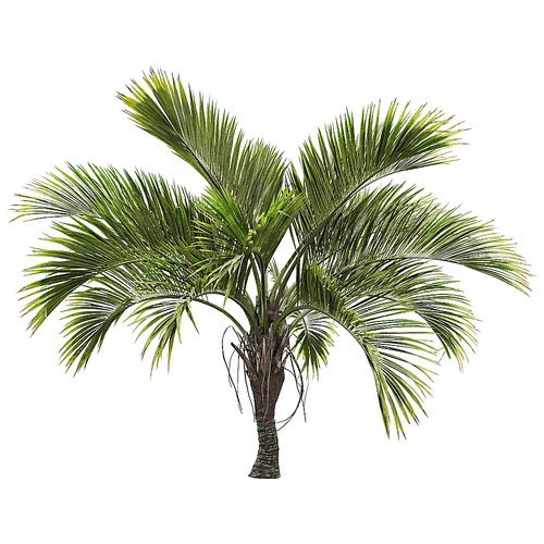 现代树景观树灌木植物盆栽