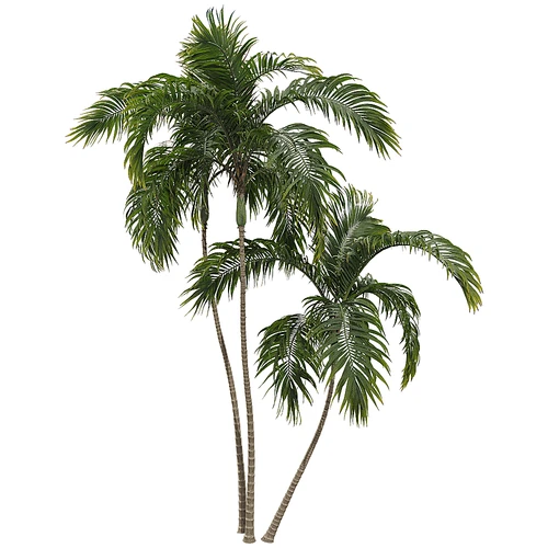现代树景观树灌木植物