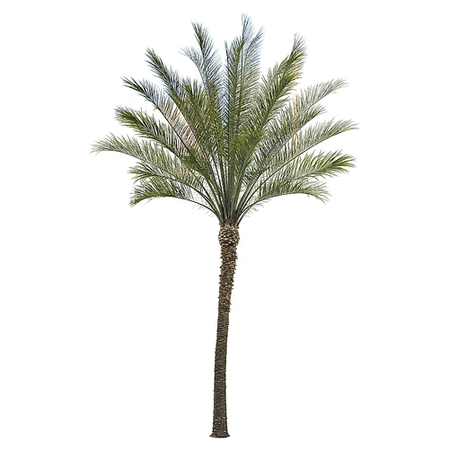 现代树景观树灌木植物