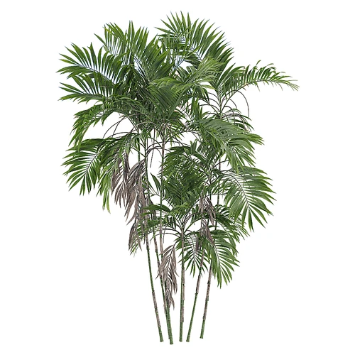 现代树景观树灌木植物竹子