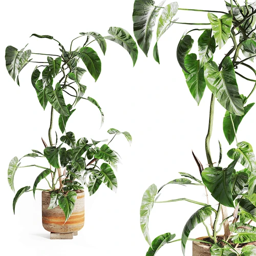 现代植物盆栽