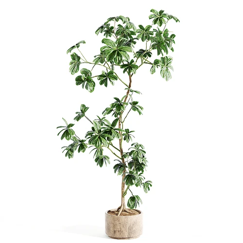 现代盆栽盆景