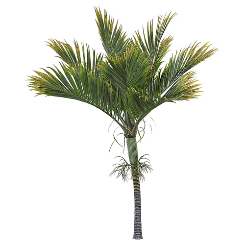 现代树景观树灌木植物盆栽