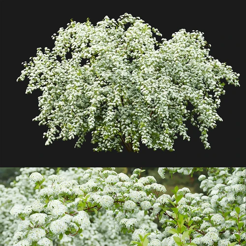 绣球花灌木植物