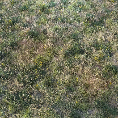 草地草坪 干草 花草植物 枯草