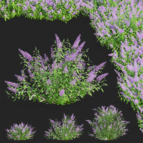 现代花草