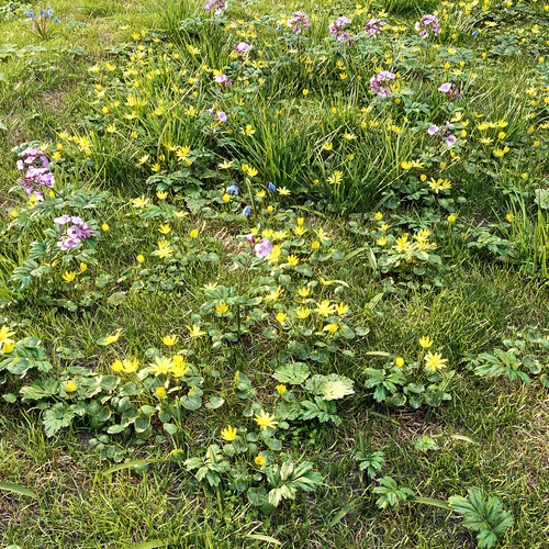 野外草地草坪 野草杂草 花草植物
