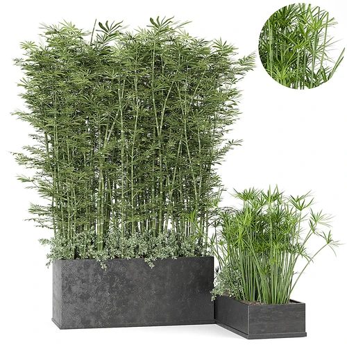 竹子盆栽植物 花厢