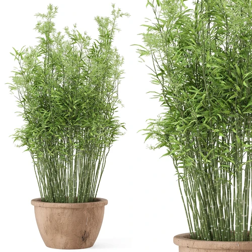 盆栽竹子植物