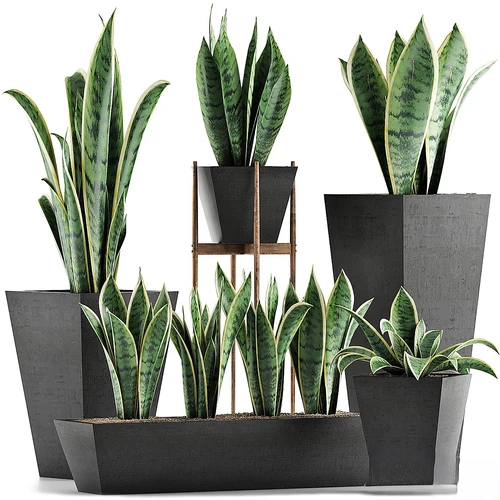 现代植物系列