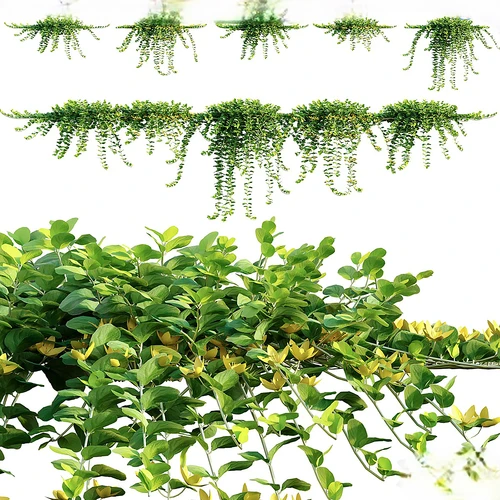 黄金匍匐植物