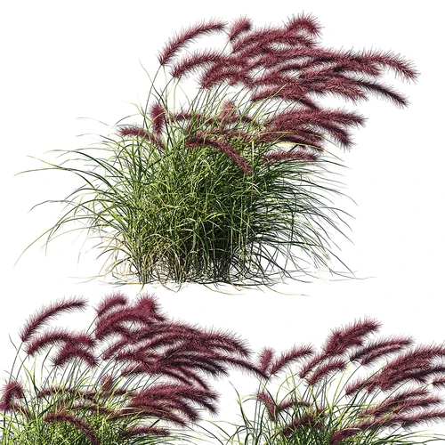 紫色喷泉草