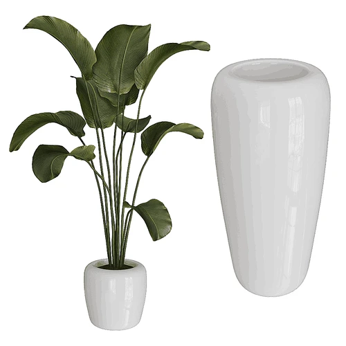 Serralunga 植物盆栽盆景