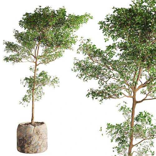 现代植物盆栽