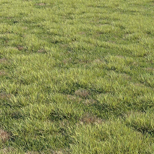 绿茵草坪草地