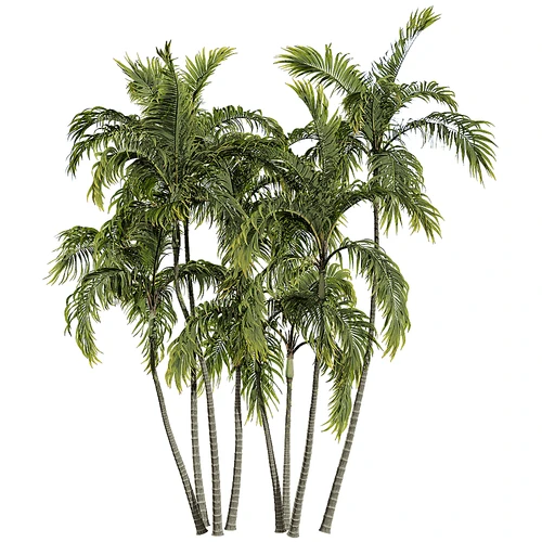 现代树景观树灌木植物盆栽