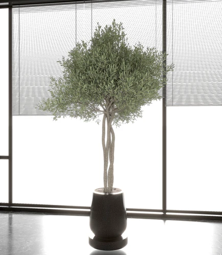 植物 绿植 花坛 灌木 盆景 盆栽