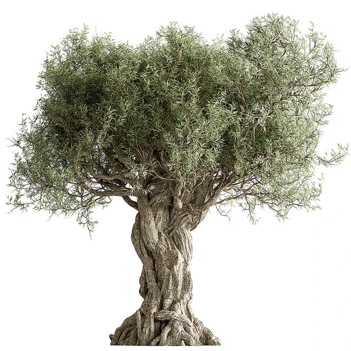 现代树木 植物 绿植 盆景盆栽