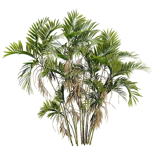 现代树景观树灌木植物
