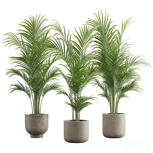 Dypsis Lutescens 套装 – 槟榔棕榈