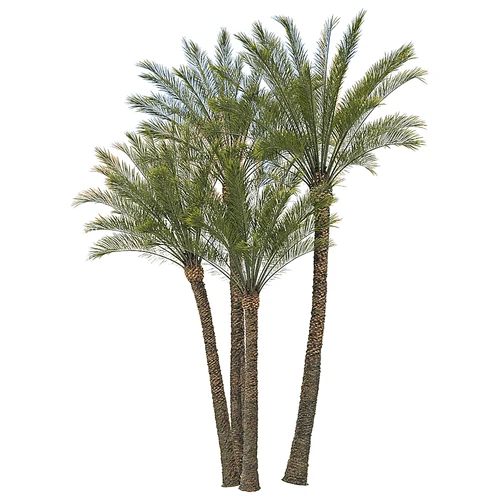 现代树景观树灌木植物盆栽