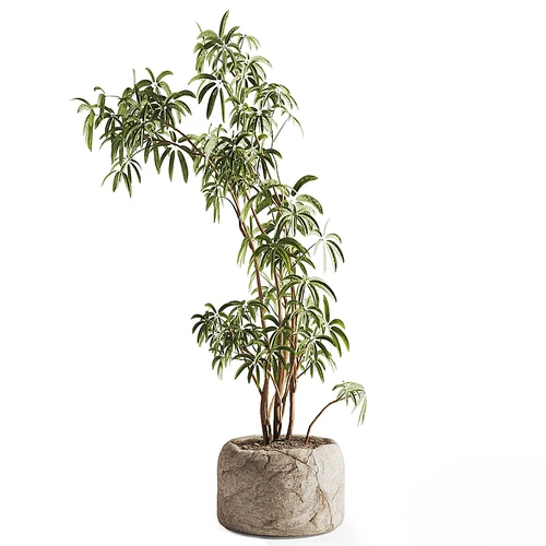 石罐植物