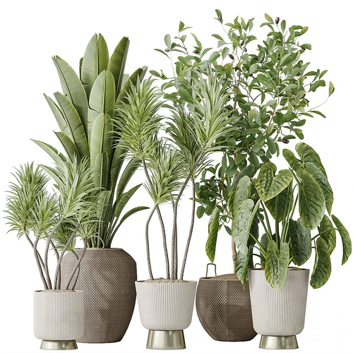 现代芭蕉植物盆栽组合