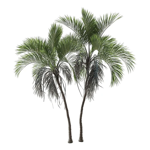 现代树景观树灌木植物