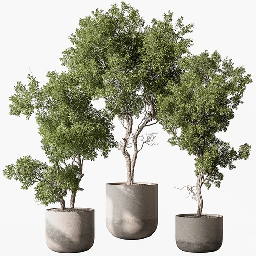 现代植物盆栽