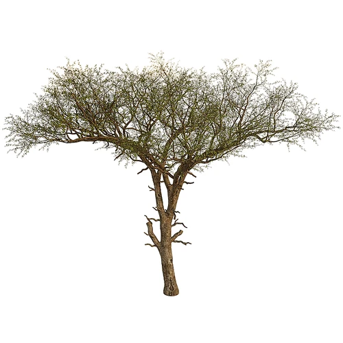 现代景观树