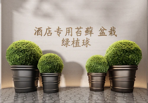 现代盆栽绿植