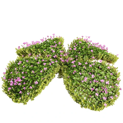 造型植物