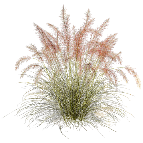 现代狗尾巴草