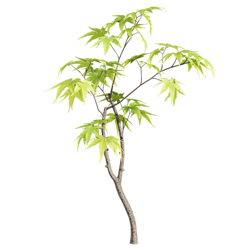 小树
