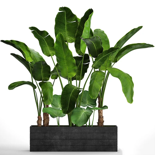 绿植盆栽
