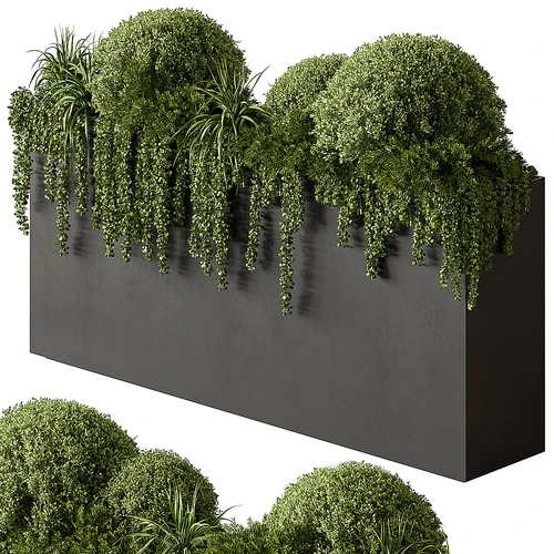 现代植物盆景盆栽