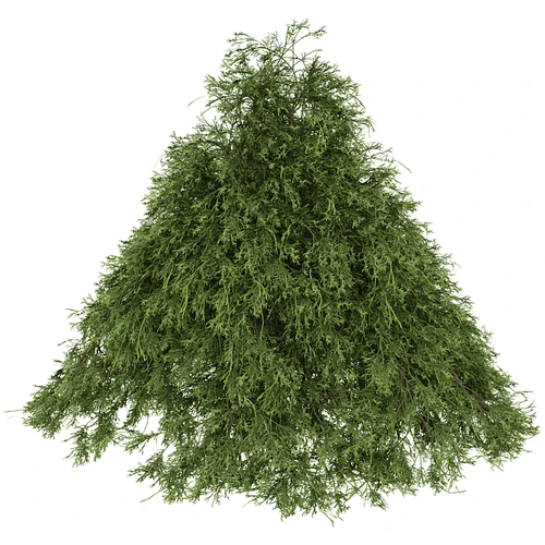 现代灌木植物