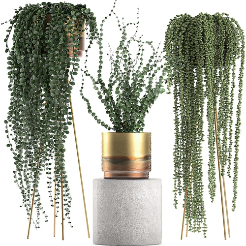 现代绿植盆栽